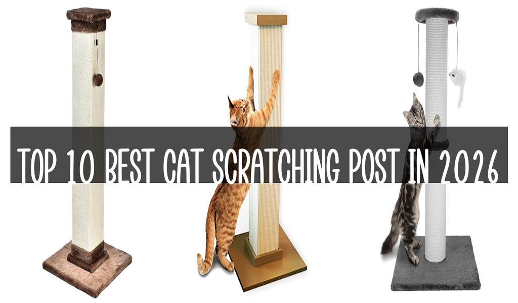 Top 10 Best Cat Scratching Post in 2026